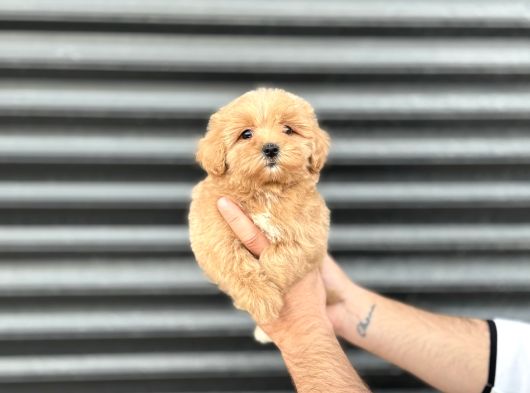 Kore Mi̇ni̇ Aşili Malti̇poo Bebeği̇mi̇z