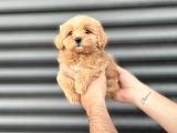 Kore Mi̇ni̇ Aşili Malti̇poo Bebeği̇mi̇z
