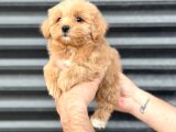 Kore Mi̇ni̇ Aşili Malti̇poo Bebeği̇mi̇z
