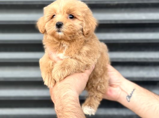 Kore Mi̇ni̇ Aşili Malti̇poo Bebeği̇mi̇z görsel