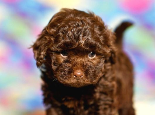 Özel Renk Chocolate Brown Toy Poodle