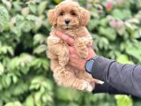Sevimli Maltipoo Bebekler Tüy Dökmez Aşili