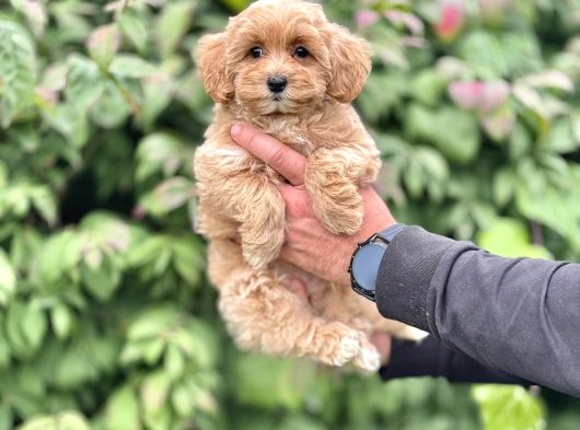 Sevimli Maltipoo Bebekler Tüy Dökmez Aşili görsel