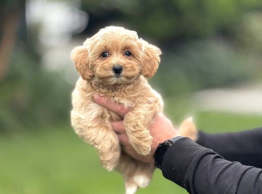Sevimli Maltipoo Bebekler Tüy Dökmez Aşili görsel