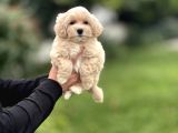 Bebek Suratli Pofuduk Malti̇poo Bebekler