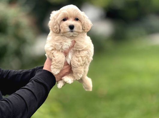 Bebek Suratli Pofuduk Malti̇poo Bebekler görsel