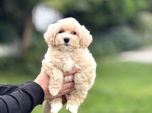 Bebek Suratli Pofuduk Malti̇poo Bebekler görsel