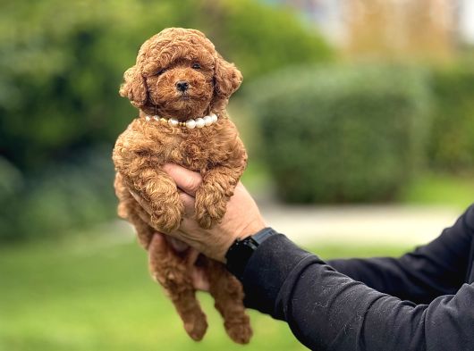 Red Brown Kore Poodle Bebeği̇mi̇z