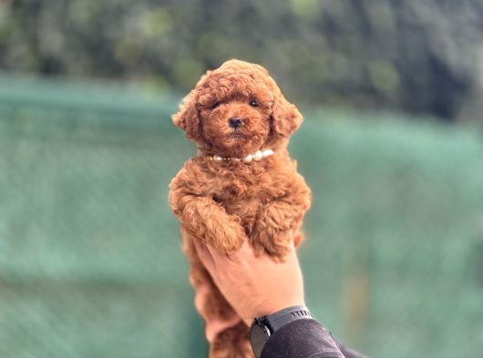 Red Brown Kore Poodle Bebeği̇mi̇z görsel