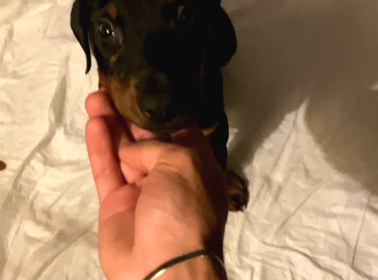 2 Aylik Doberman Yavrumuz