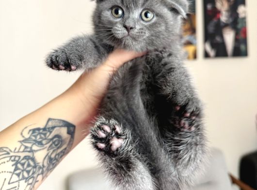Birbirinden Tatlı Scottish Fold Yavrular