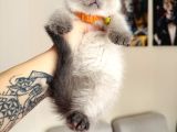 Birbirinden Tatlı Scottish Fold Yavrular