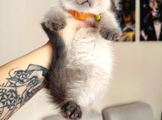 Birbirinden Tatlı Scottish Fold Yavrular görsel