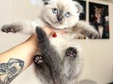 Birbirinden Tatlı Scottish Fold Yavrular