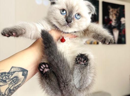 Birbirinden Tatlı Scottish Fold Yavrular görsel