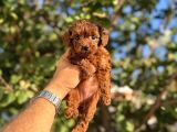 KORE TOY POODLE YAVRULARI