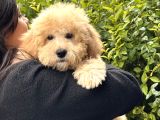 Mini Goldendoodle Yavrumuz 3 Aylık Erkek
