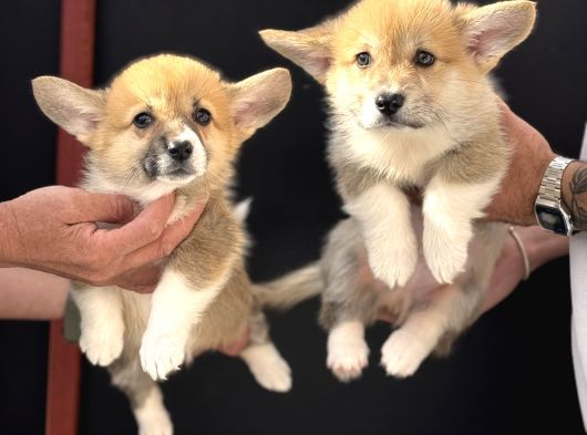 Orjinal Pembroke Welsh Corgi Yavrulat görsel