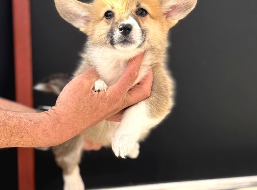 Orjinal Pembroke Welsh Corgi Yavrulat görsel