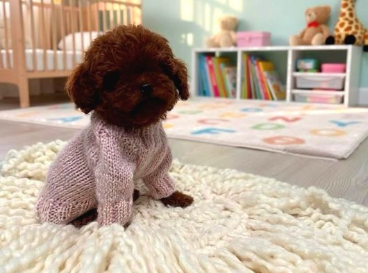 Resmi̇ Ruhsatli İşletmeden Toy Poodle Yavrular görsel