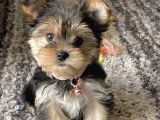 A Kalite Morkie Yavruları