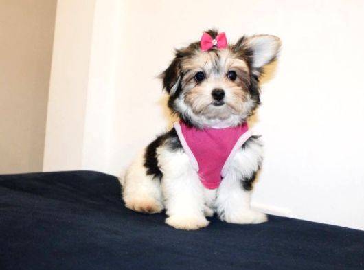 A Kalite Morkie Yavruları görsel