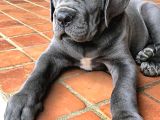 A Kalite Cane Corso Yavruları