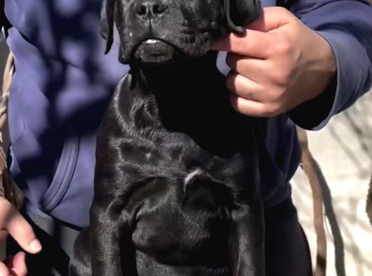 A Kalite Cane Corso Yavruları görsel