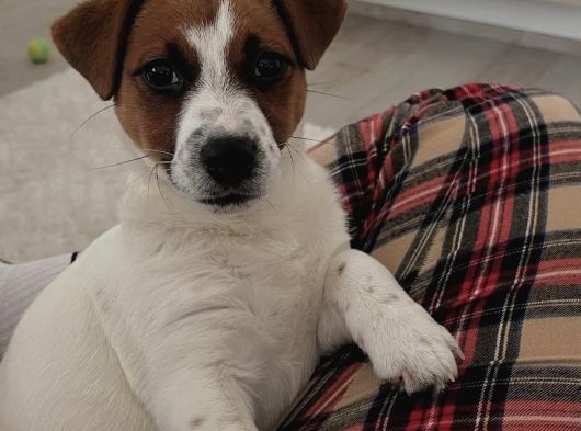 A Kalite Jack Russel Yavrular görsel