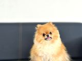 Mini Boy Pomeranian Yavruları