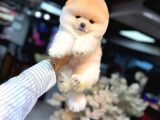 Tedy Bear Pomerianan Yavruları
