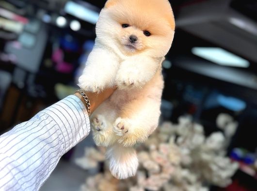 Tedy Bear Pomerianan Yavruları görsel