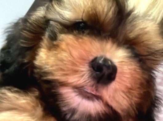 Maltipoo Yavru