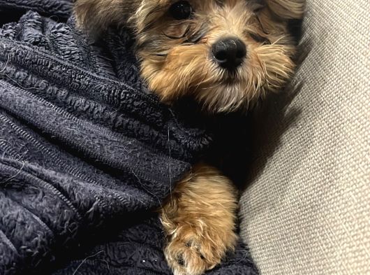 Maltipoo Yavru görsel