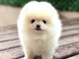 Ayıcık Surat Pomeranian Yavrular