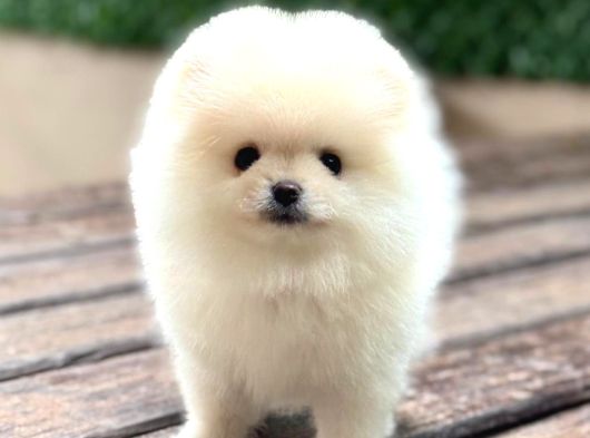 Ayıcık Surat Pomeranian Yavrular