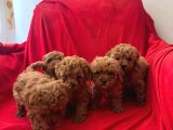 Toy Poodle Yavrular