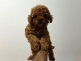 Toy Poodle Yavrular