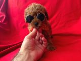 Toy Poodle Yavrular