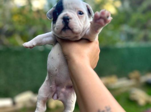 French Bulldog Dişi Yavrularım görsel