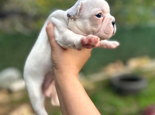 French Bulldog Dişi Yavrularım görsel