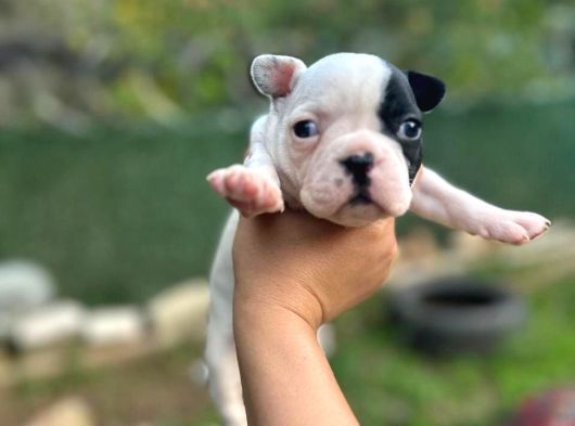 French Bulldog Dişi Yavrularım