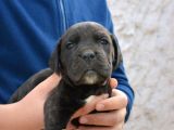 Safkan Cane Corso Yavrular