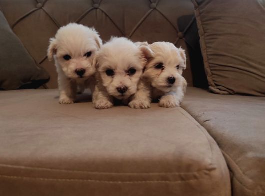 Ev Doğumu Maltipoo Yavrularımız görsel