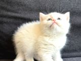 British shorthair - longhair yavrular show kalite