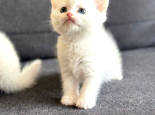 British Longhair - Shorthair Yavrular Ayı Surat Show Kalite görsel