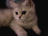 Pamuk