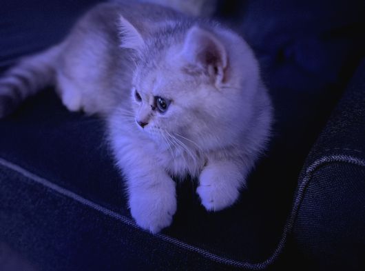 Pamuk