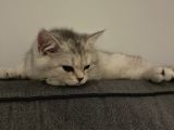 Pamuk