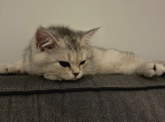 Pamuk görsel